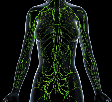 The-Endocannabinoid-System